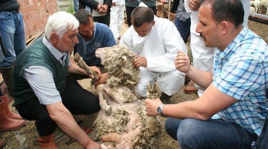 Devrek Tarım İl&ccedil;e M&uuml;d&uuml;rl&uuml;ğ&uuml;nden Uygulamalı Eğitim