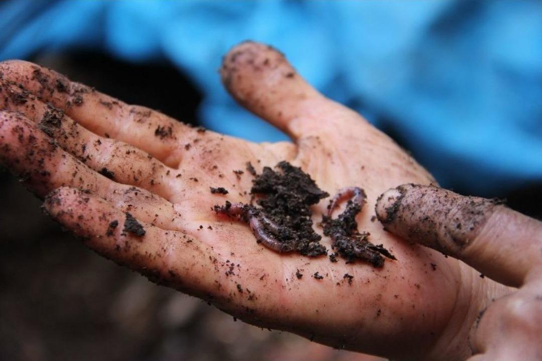(&ouml;zel Haber) D&uuml;nyanın Pisliğini &lsquo;siyah Altınlar&rsquo; Ortadan Kaldırıyor