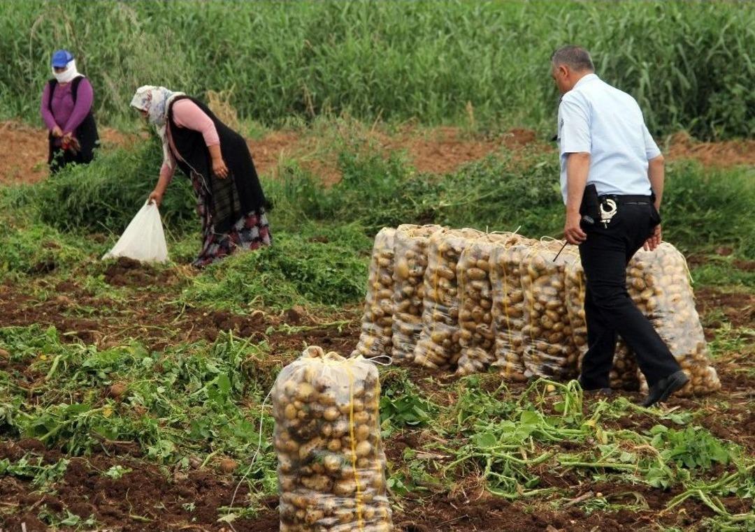 Patates Başak&ccedil;ıları Polise Rağmen Tarladan &Ccedil;ıkmadı