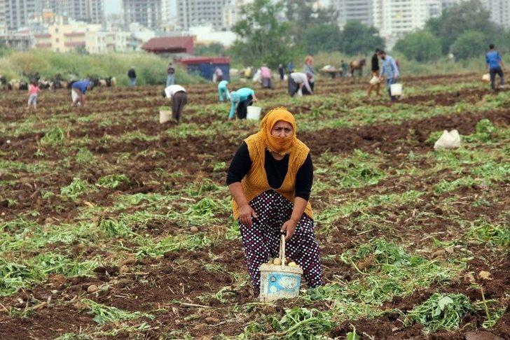 Patates Başakçıları Polise Rağmen Tarladan Çıkmadı G2