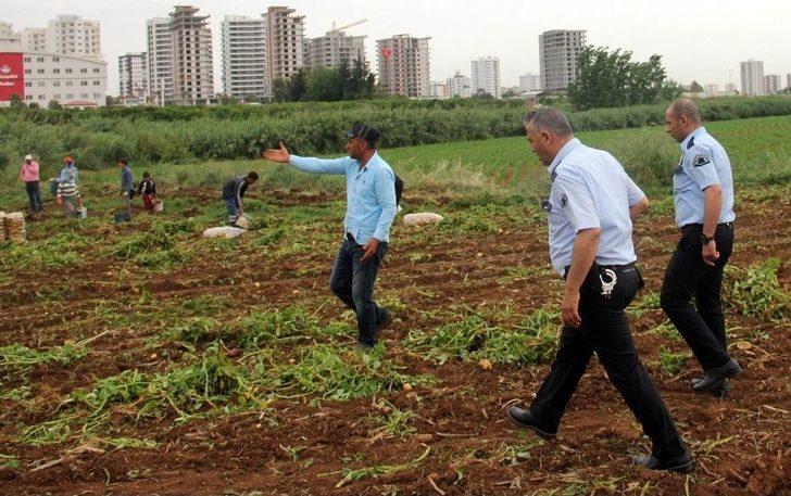 Patates Başakçıları Polise Rağmen Tarladan Çıkmadı G4
