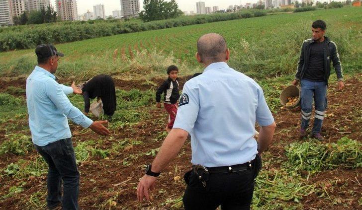 Patates Başakçıları Polise Rağmen Tarladan Çıkmadı G5
