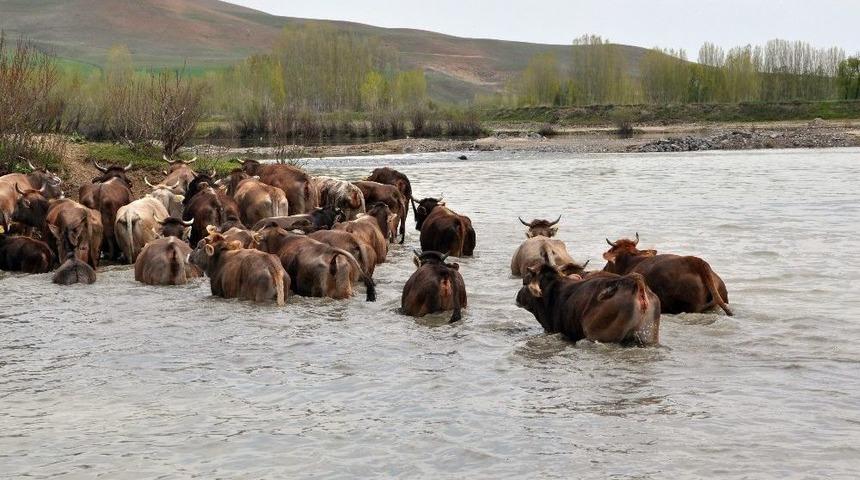 Burası Afrika Değil Muş