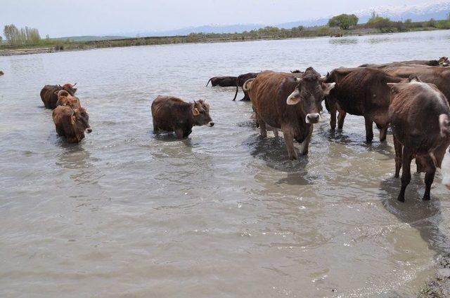 Burası Afrika Değil Muş