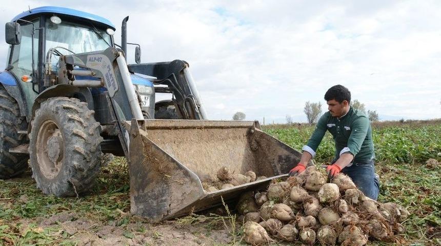 Çiftçiler Şeker Pancarından Umutlu