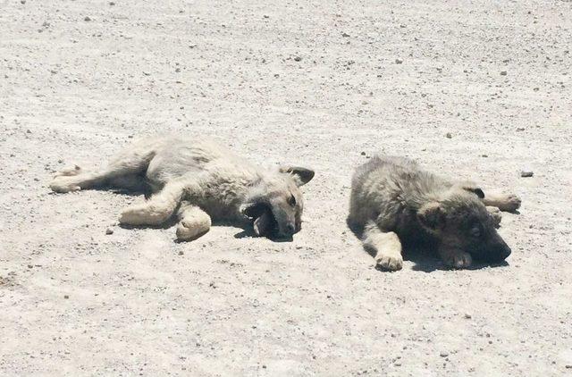 Yavru Köpek Ölen Kardeşinin Yanından Ayrılmadı