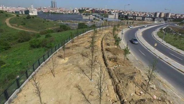 İstanbul'da Kent Içi Ve  Tem Yolundaki Fidanlar Büyüdü, Kuzey Marmara Otoyolu Kenarlarındakilerin Bazıları Kuruyor