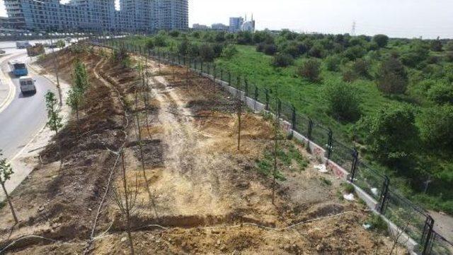 İstanbul'da Kent Içi Ve  Tem Yolundaki Fidanlar Büyüdü, Kuzey Marmara Otoyolu Kenarlarındakilerin Bazıları Kuruyor