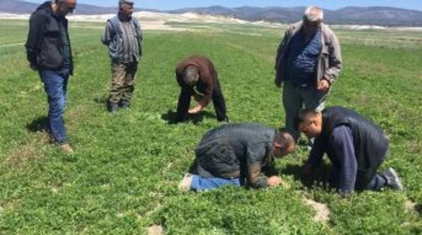 Yonca Hortumlu Böceği Çiftçinin Sorunu Oldu