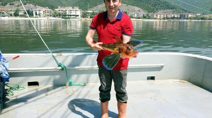 K&ouml;rfez&rsquo;de Balık &Ccedil;eşitliği Artacak