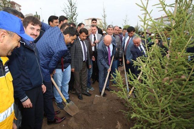 Kocasinan&rsquo;da Ağa&ccedil;landırma Rekora Y&uuml;r&uuml;yor 2