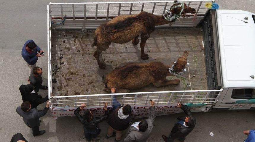 Develi Tanıtıma &Ouml;z&ccedil;ekimli Karşılık