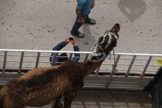 Develi Tanıtıma Özçekimli Karşılık 1