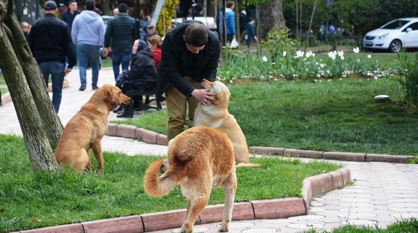 İzmit&rsquo;te Sokak K&ouml;peklerine Kene Kontrol&uuml;