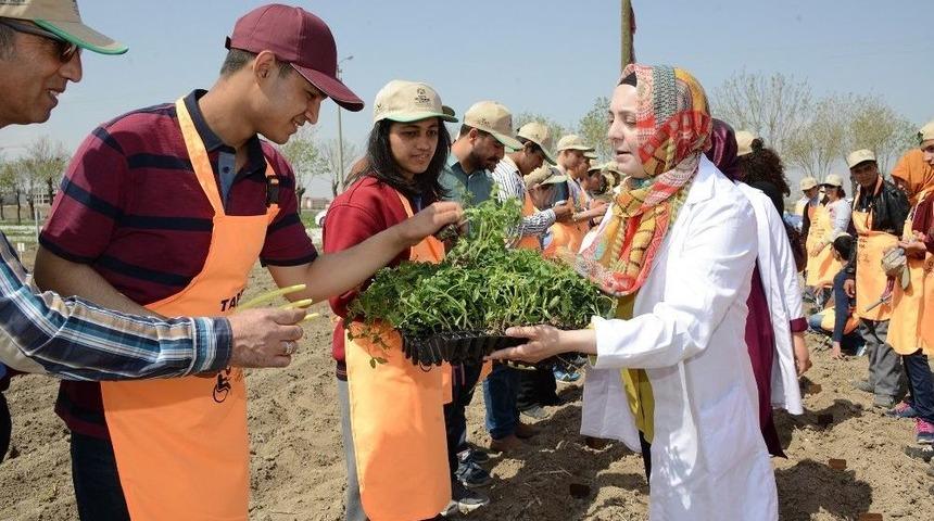 &Ouml;zel &Ouml;ğrenciler Sebze Fidesi Dikti