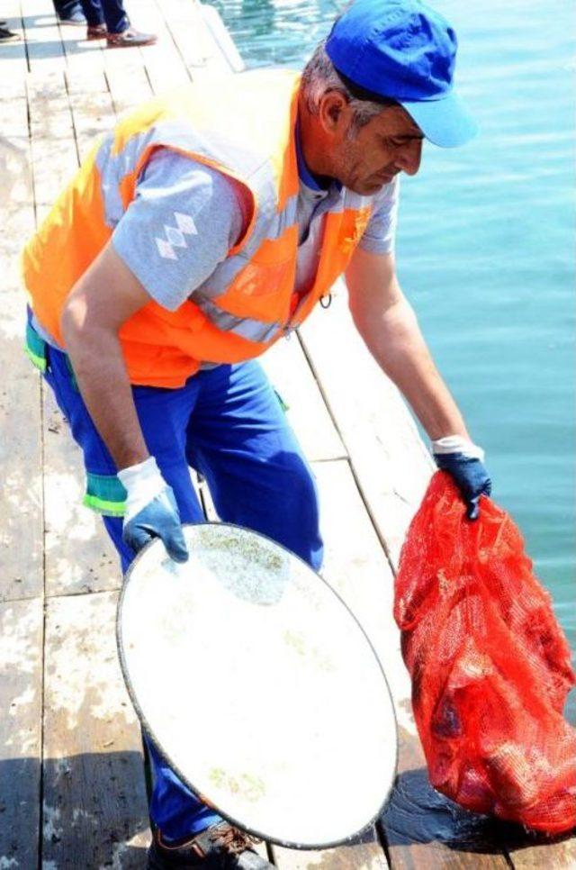 'sosyete Plajı'nda Denizden Çıkanlar Şaşırttı