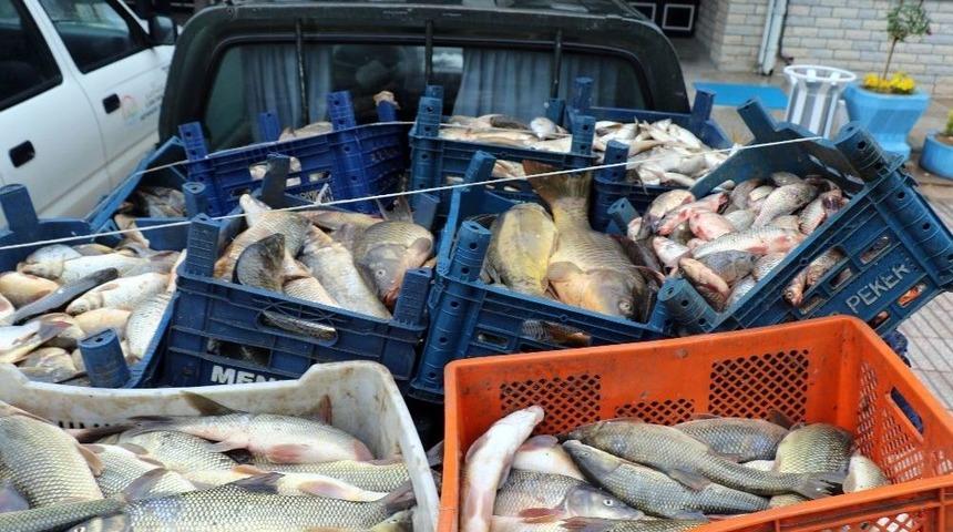 Elazığ&rsquo;da Ka&ccedil;ak Avlanan 3,5 Ton Balık Ele Ge&ccedil;irildi