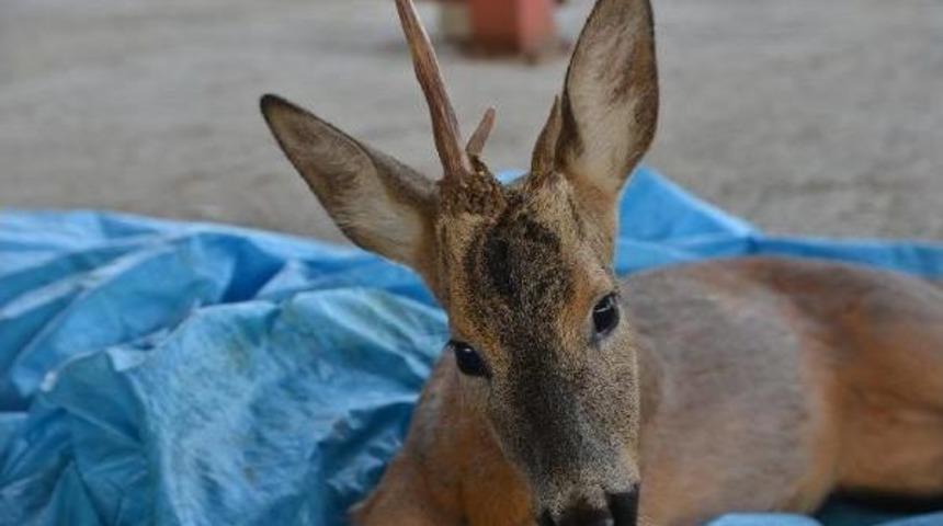 Yaralı Karacaya Belediye Ekipleri Sahip &Ccedil;ıktı
