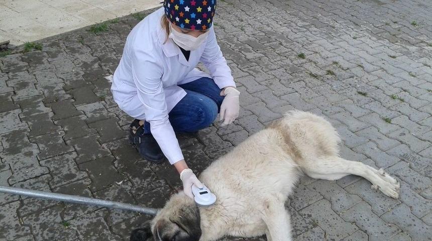 Sokak Hayvanları İ&ccedil;in Mikro&ccedil;ip Uygulaması