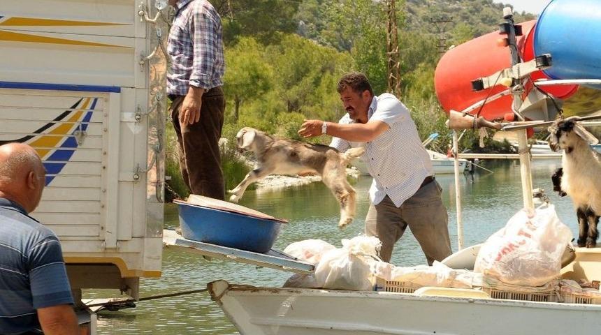 Ke&ccedil;iler Tekneyle Taşınıyor