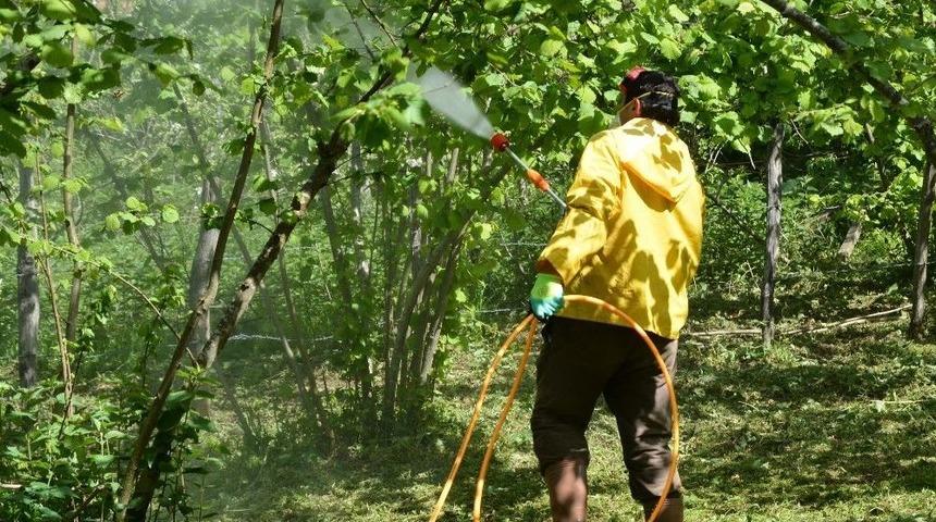 Fındıkta K&uuml;llenme Tehlikesi