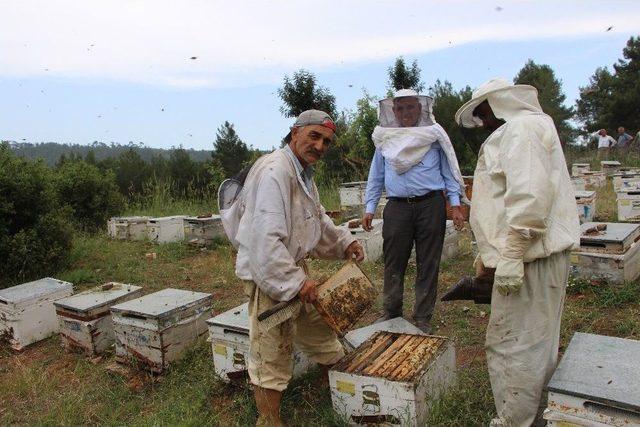 Arıcılar Hasattan Sonra Göç Edecek