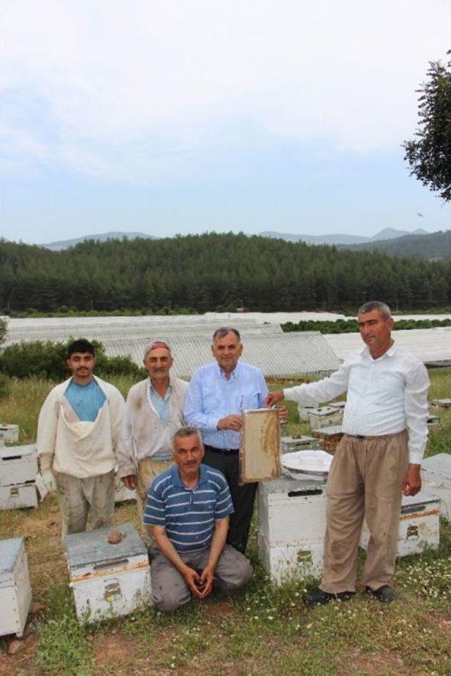 Arıcılar Hasattan Sonra Göç Edecek