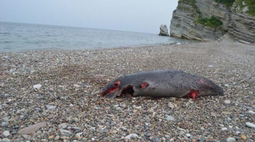 Yunus Balığı Karaya Vurdu