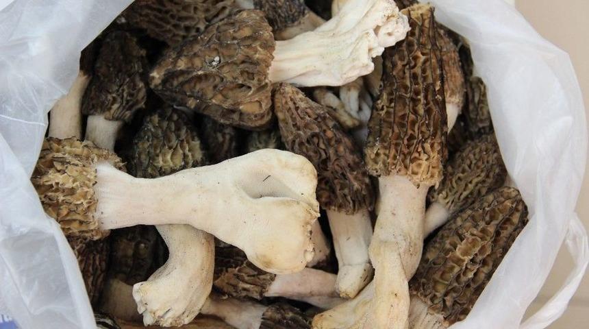 Gen&ccedil; Kalmanın Sırrı Aydın Dağlarında Bulundu