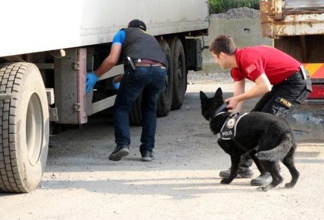 Eğitimli Köpek 'kurt', Zonguldak Emniyeti'nde Göreve Başladı