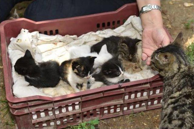 Sokak Kedilerine Baktığı I&ccedil;in Evinden Tahliye Ediliyor 1