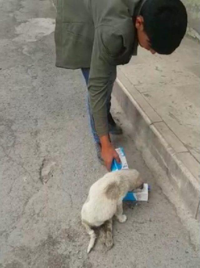 Yavru Sokak Köpeği, Araç Ezmesi Sonucu Yaralandı