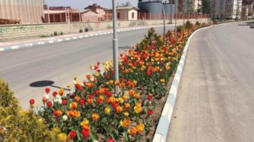 Beyşehir &Ccedil;i&ccedil;eklerle S&uuml;slendi