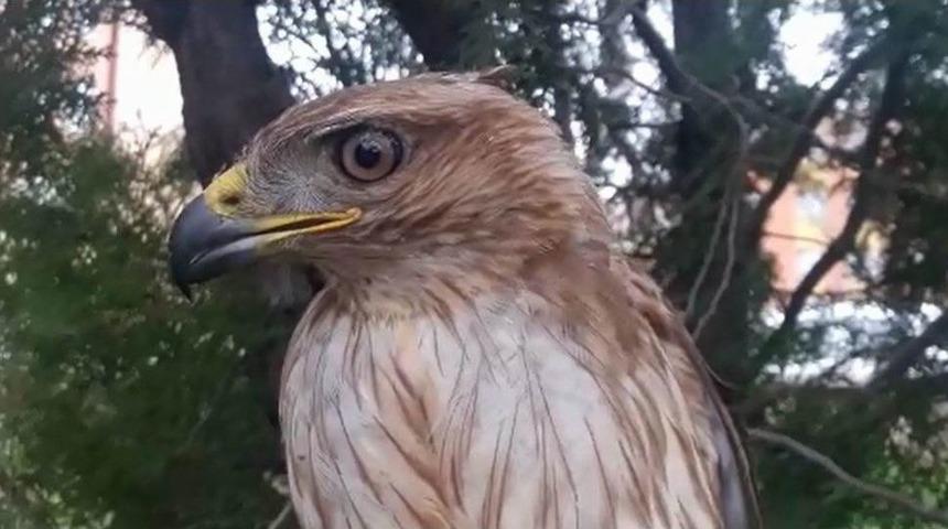 Kanadı Kırık Yavru Şahin Koruma Altına Alındı