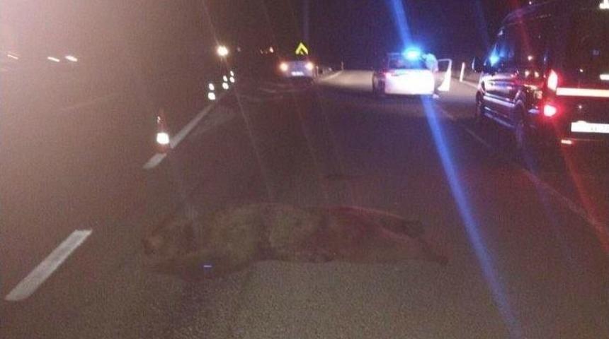 Bilecik&rsquo;te Ara&ccedil;ların &Ccedil;arptığı Ayı Telef Oldu