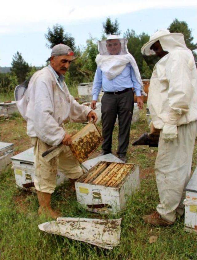 Kumluca da 160 Ton Bal &Uuml;retimi Bekleniyor 2