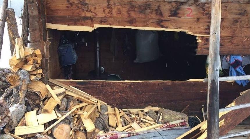 Artvin&rsquo;de Ayılar Ahşap Evleri Par&ccedil;aladı