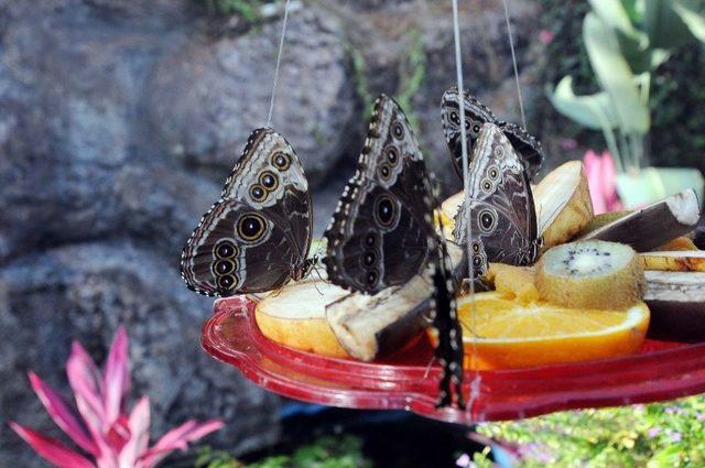 Yenimahalle Belediyesinden Engelliler Ve Ailelerine Konya Gezisi 1