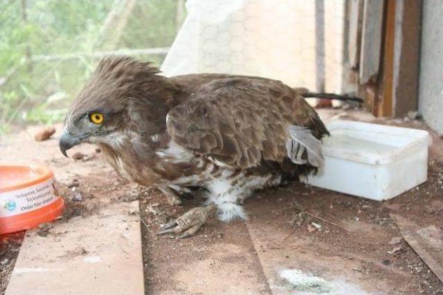 Avcılar Nesli  Tükenen Doğan Kuşu Vurdu