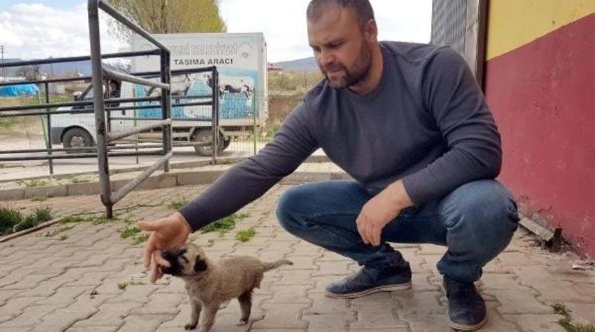 Sahiplenilen 3 Ayaklı 'garip' Adlı K&ouml;pek, İstanbul'a G&ouml;t&uuml;r&uuml;ld&uuml;