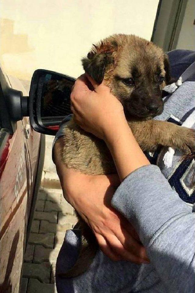 Sahiplenilen 3 Ayaklı 'garip' Adlı Köpek, İstanbul'a Götürüldü