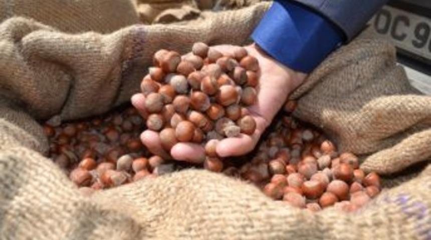 Pazara 375 Bin Ton Fındık İndi