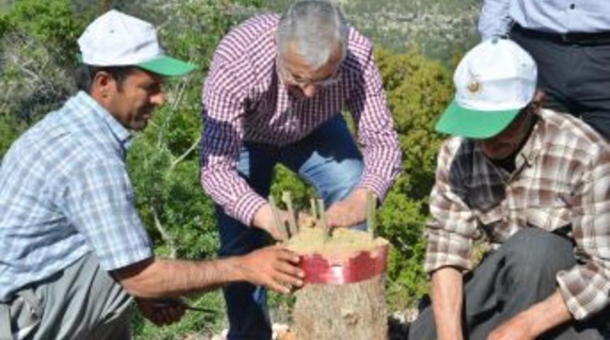 Mersin&rsquo;de Yaban Zeytini Aşılamaları S&uuml;r&uuml;yor