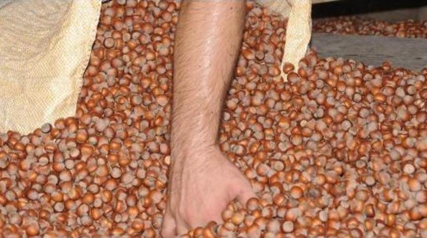 Kfmib Başkanı Sevinç: Fındıkta Rekolte Belirleme Çalışmaları Sürüyor