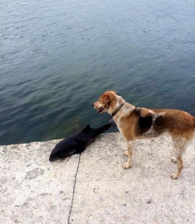 Amasra'da Ölü Yunus Kıyıya Vurdu