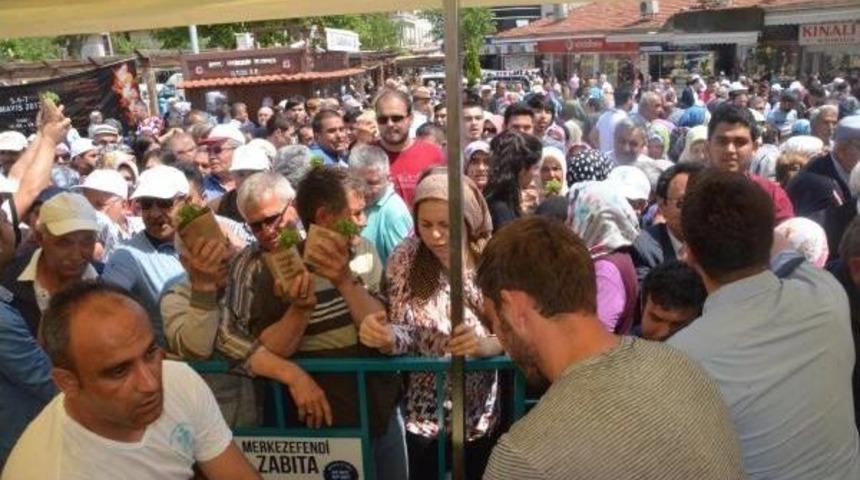 Denizli'de Mesir Ve Fesleğen Dağıtımında Izdiham