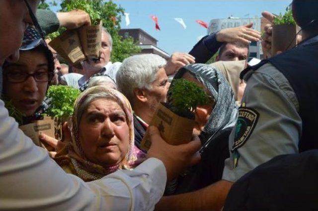 Denizli'de Mesir Ve Fesleğen Dağıtımında Izdiham