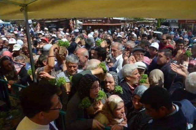 Denizli'de Mesir Ve Fesleğen Dağıtımında Izdiham