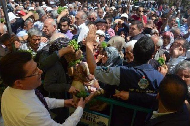 Denizli'de Mesir Ve Fesleğen Dağıtımında Izdiham