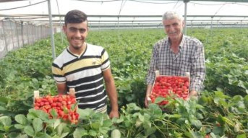 &Ccedil;ilek &Uuml;retimi Yarıya D&uuml;şt&uuml;